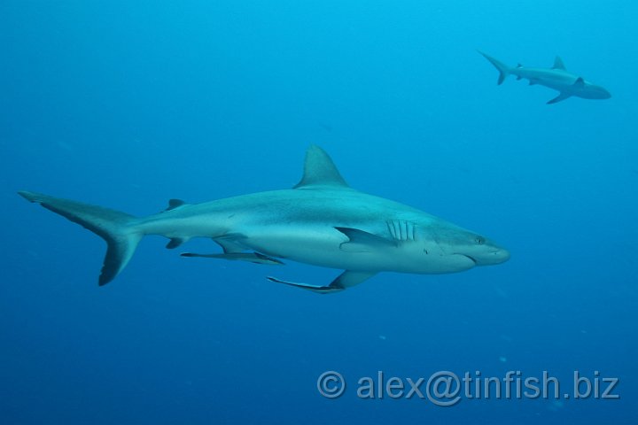 Ulong_Channel-060.JPG - Grey Reef Shark