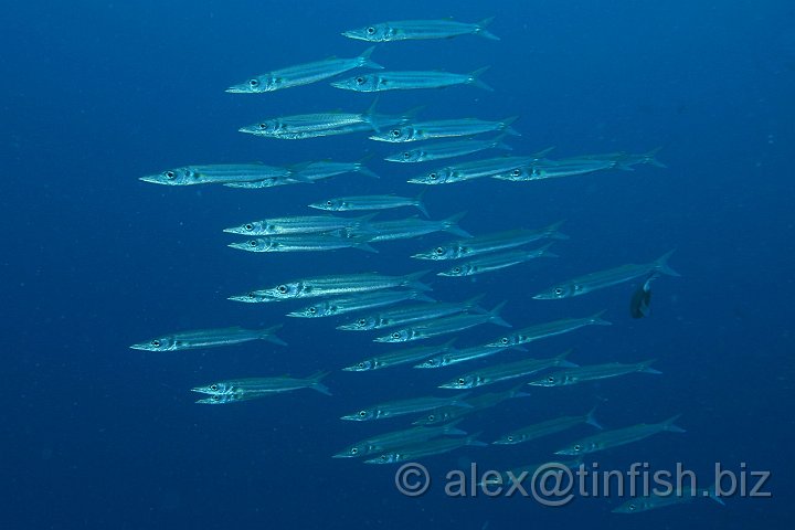 Ulong_Channel-062.JPG - Barracuda