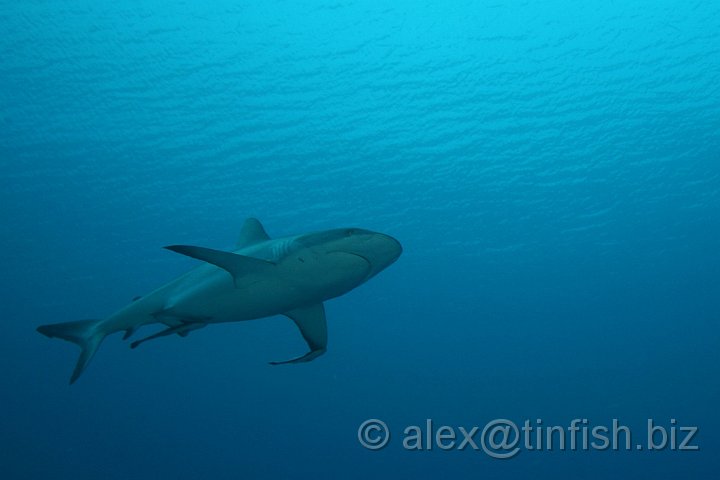 Ulong_Channel-082.JPG - Grey Reef Shark