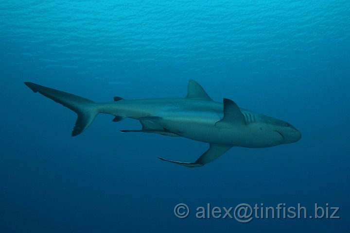 Ulong_Channel-083.JPG - Grey Reef Shark