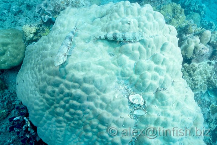 Coral.jpg - Coral around the Gunboat