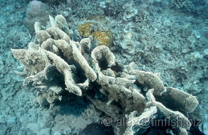 Scan439.jpg - Coral around the Gunboat