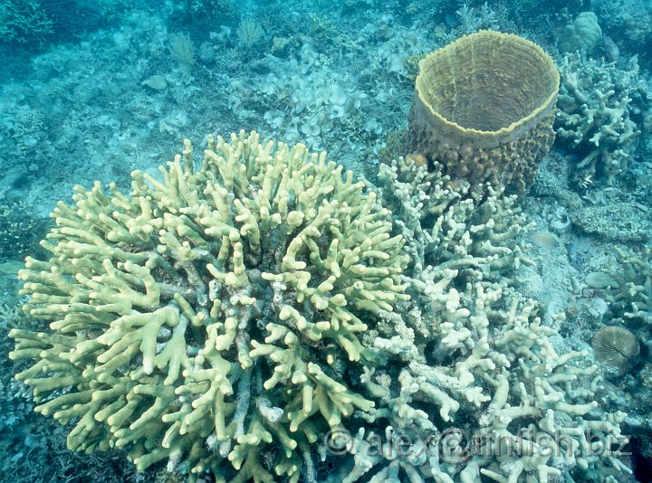 Scan442.jpg - Coral around the Gunboat