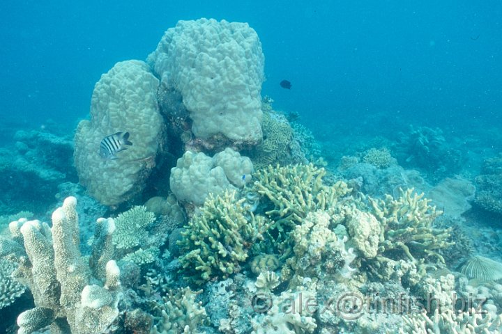 Scan447.jpg - Coral around the Gunboat