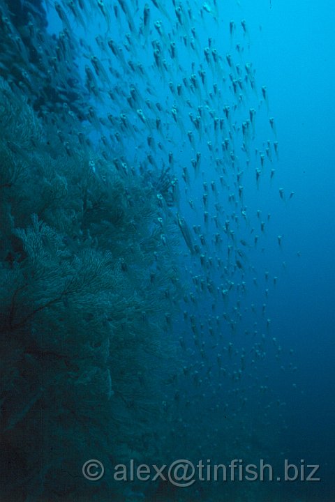 Scan348.jpg - Shoals of fish on the Okikawa Maru