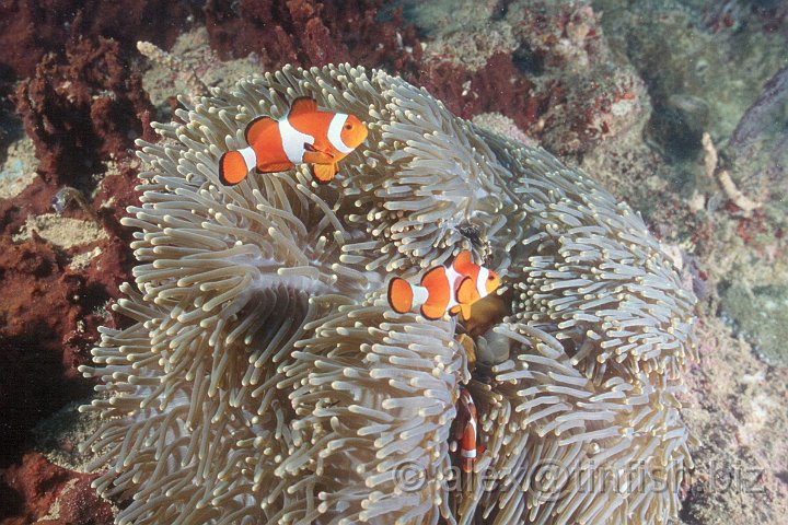 Scan398.jpg - Clown Fish