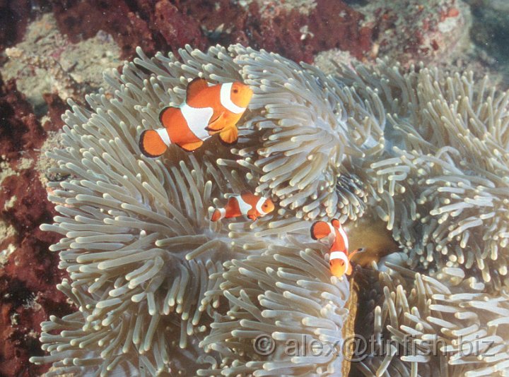 Scan401.jpg - Clown Fish